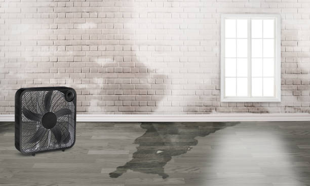 Best Mold removal after water damage  in Baxter Estates, NY
